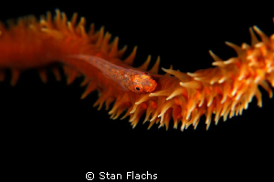 Goby on whip coral by Stan Flachs 